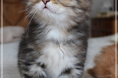 Charles-Liebeshof-black-golden-classic-taby-7-Wochen-alt.-www.sibirische-katzen-hamburg.de-II