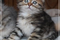 Charles-Liebeshof-black-golden-classic-taby-7-Wochen-alt.-www.sibirische-katzen-hamburg.de-III