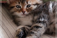 Charles-Liebeshof-black-golden-classic-taby-7-Wochen-alt.-www.sibirische-katzen-hamburg.de_