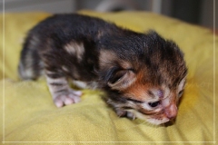 Charles-Liebeshof-black-golden-classic-taby-8-Tage-alt.-www.sibirische-katzen-hamburg.de-I