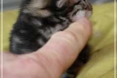 Charles-Liebeshof-black-golden-classic-taby-8-Tage-alt.-www.sibirische-katzen-hamburg.de-II