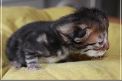 Charles-Liebeshof-black-golden-classic-taby-8-Tage-alt.-www.sibirische-katzen-hamburg.de-III