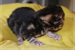 Charles-Liebeshof-black-golden-classic-taby-8-Tage-alt.-www.sibirische-katzen-hamburg.de_