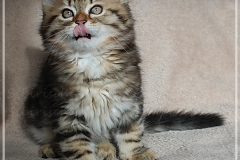 Charles-Liebeshof-black-golden-classic-taby-9-Wochen-alt.-www.sibirische-katzen-hamburg.de-I