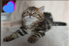 Charles-Liebeshof-black-golden-classic-taby-9-Wochen-alt.-www.sibirische-katzen-hamburg.de-II