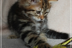 Charles-Liebeshof-black-golden-classic-taby-9-Wochen-alt.-www.sibirische-katzen-hamburg.de-III