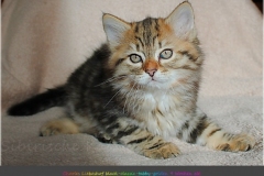 Charles-Liebeshof-black-golden-classic-taby-9-Wochen-alt.-www.sibirische-katzen-hamburg.de_