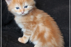 Best-Hugo-Liebeshof-red-golden-classic-tabby-4-Wochen-alt.-www.sibirsche-katzen-hamburg.de-V-Best