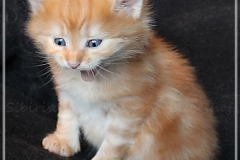 Best-Hugo-Liebeshof-red-golden-classic-tabby-4-Wochen-alt.-www.sibirsche-katzen-hamburg.de-VIIII