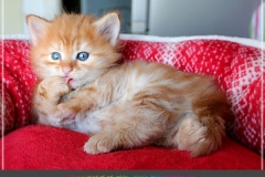 Best-Hugo-Liebeshof-red-golden-classic-tabby-5-Wochen-alt.-www.sibirsche-katzen-hamburg.de-I