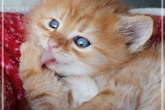 Best-Hugo-Liebeshof-red-golden-classic-tabby-5-Wochen-alt.-www.sibirsche-katzen-hamburg.de-II