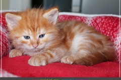 Best-Hugo-Liebeshof-red-golden-classic-tabby-5-Wochen-alt.-www.sibirsche-katzen-hamburg.de-III
