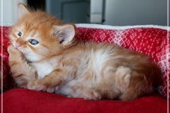 Best-Hugo-Liebeshof-red-golden-classic-tabby-5-Wochen-alt.-www.sibirsche-katzen-hamburg.de_