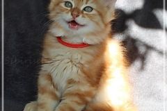 Hugo-Liebeshof-red-golden-classic-tabby-11-Wochen-alt.-www.sibirsche-katzen-hamburg.de-I
