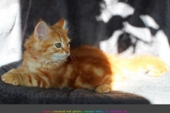 Hugo-Liebeshof-red-golden-classic-tabby-11-Wochen-alt.-www.sibirsche-katzen-hamburg.de-II
