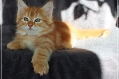 Hugo-Liebeshof-red-golden-classic-tabby-11-Wochen-alt.-www.sibirsche-katzen-hamburg.de-III