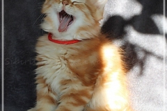 Hugo-Liebeshof-red-golden-classic-tabby-11-Wochen-alt.-www.sibirsche-katzen-hamburg.de_