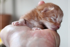 Hugo-Liebeshof-red-golden-classic-tabby-2-Tage-alt.-www.sibirsche-katzen-hamburg.de-I