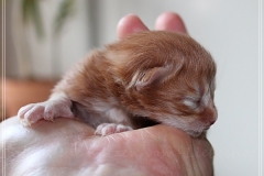 Hugo-Liebeshof-red-golden-classic-tabby-2-Tage-alt.-www.sibirsche-katzen-hamburg.de-II