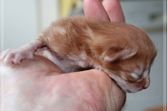 Hugo-Liebeshof-red-golden-classic-tabby-2-Tage-alt.-www.sibirsche-katzen-hamburg.de_