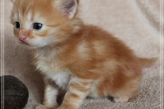 Hugo-Liebeshof-red-golden-classic-tabby-3-Wochen-alt.-www.sibirsche-katzen-hamburg.de-I