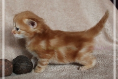 Hugo-Liebeshof-red-golden-classic-tabby-3-Wochen-alt.-www.sibirsche-katzen-hamburg.de-II