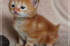 Hugo-Liebeshof-red-golden-classic-tabby-3-Wochen-alt.-www.sibirsche-katzen-hamburg.de_