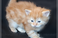 Hugo-Liebeshof-red-golden-classic-tabby-4-Wochen-alt.-www.sibirsche-katzen-hamburg.de-I