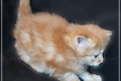 Hugo-Liebeshof-red-golden-classic-tabby-4-Wochen-alt.-www.sibirsche-katzen-hamburg.de-II