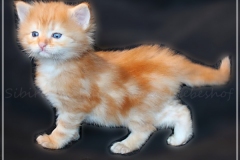 Hugo-Liebeshof-red-golden-classic-tabby-4-Wochen-alt.-www.sibirsche-katzen-hamburg.de-III