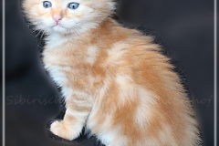 Hugo-Liebeshof-red-golden-classic-tabby-4-Wochen-alt.-www.sibirsche-katzen-hamburg.de-IV