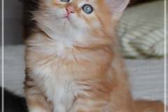 Hugo-Liebeshof-red-golden-classic-tabby-7-Wochen-alt.-www.sibirsche-katzen-hamburg.de-I