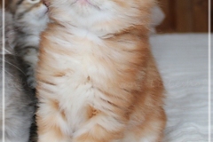 Hugo-Liebeshof-red-golden-classic-tabby-7-Wochen-alt.-www.sibirsche-katzen-hamburg.de-II