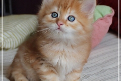 Hugo-Liebeshof-red-golden-classic-tabby-7-Wochen-alt.-www.sibirsche-katzen-hamburg.de-III