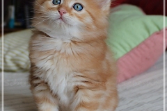 Hugo-Liebeshof-red-golden-classic-tabby-7-Wochen-alt.-www.sibirsche-katzen-hamburg.de-IV