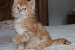 Hugo-Liebeshof-red-golden-classic-tabby-7-Wochen-alt.-www.sibirsche-katzen-hamburg.de-VIII