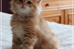 Hugo-Liebeshof-red-golden-classic-tabby-7-Wochen-alt.-www.sibirsche-katzen-hamburg.de_