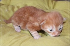 Hugo-Liebeshof-red-golden-classic-tabby-8-Tage-alt.-www.sibirsche-katzen-hamburg.de-I