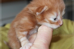 Hugo-Liebeshof-red-golden-classic-tabby-8-Tage-alt.-www.sibirsche-katzen-hamburg.de-II