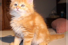 Hugo-Liebeshof-red-golden-classic-tabby-8-Wochen-alt.-www.sibirsche-katzen-hamburg.de-I