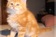 Hugo-Liebeshof-red-golden-classic-tabby-8-Wochen-alt.-www.sibirsche-katzen-hamburg.de-II