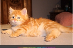 Hugo-Liebeshof-red-golden-classic-tabby-8-Wochen-alt.-www.sibirsche-katzen-hamburg.de-IV