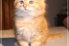 Hugo-Liebeshof-red-golden-classic-tabby-8-Wochen-alt.-www.sibirsche-katzen-hamburg.de_