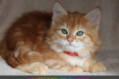Hugo-Liebeshof-red-golden-classic-tabby-9-Wochen-alt.-www.sibirsche-katzen-hamburg.de-I