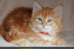 Hugo-Liebeshof-red-golden-classic-tabby-9-Wochen-alt.-www.sibirsche-katzen-hamburg.de-II