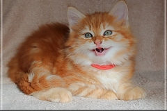 Hugo-Liebeshof-red-golden-classic-tabby-9-Wochen-alt.-www.sibirsche-katzen-hamburg.de-III