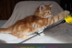 Hugo-Liebeshof-red-golden-classic-tabby-9-Wochen-alt.-www.sibirsche-katzen-hamburg.de-IV