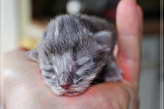 1_Josi-Josefine-Liebeshof-blue-torbie-classic-2-Tage-alt.-www.sibirrische-Katzen-hamburg