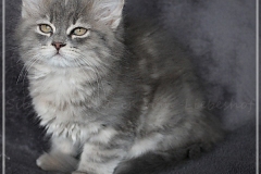 Josi-Josefine-Liebeshof-blue-torbie-classic-11-Wochen-alt-www.sibirrische-Katzen-hamburg-I