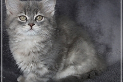 Josi-Josefine-Liebeshof-blue-torbie-classic-11-Wochen-alt-www.sibirrische-Katzen-hamburg-II